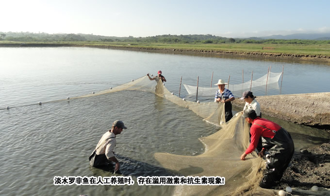 鱼鳞 鱼皮 胶原蛋白