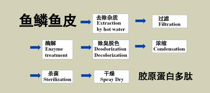 鱼鳞鱼皮 提取胶原蛋白 酶制剂