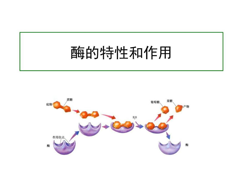 酶制剂特性