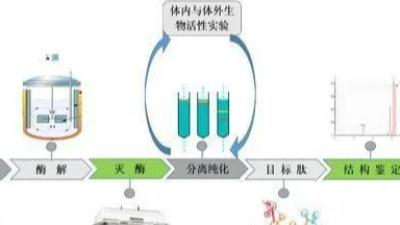 制备生物活性肽的关键——酶解法