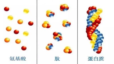 寡肽多肽酶解可控，酶的选择是关键