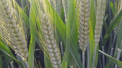 风味蛋白酶在小麦蛋白肽生产中的应用